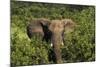 Elephant, Hwange National Park, Zimbabwe, Africa-David Wall-Mounted Photographic Print