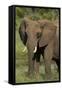 Elephant, Hwange National Park, Zimbabwe, Africa-David Wall-Framed Stretched Canvas