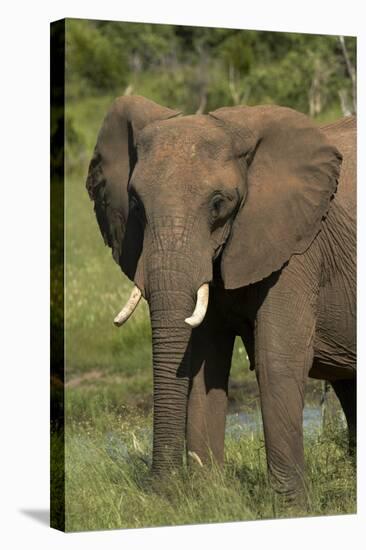 Elephant, Hwange National Park, Zimbabwe, Africa-David Wall-Stretched Canvas