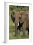 Elephant, Hwange National Park, Zimbabwe, Africa-David Wall-Framed Photographic Print