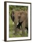 Elephant, Hwange National Park, Zimbabwe, Africa-David Wall-Framed Photographic Print