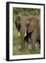 Elephant, Hwange National Park, Zimbabwe, Africa-David Wall-Framed Photographic Print