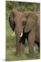 Elephant, Hwange National Park, Zimbabwe, Africa-David Wall-Mounted Photographic Print
