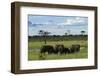 Elephant, Hwange National Park, Zimbabwe, Africa-David Wall-Framed Photographic Print