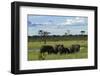 Elephant, Hwange National Park, Zimbabwe, Africa-David Wall-Framed Photographic Print