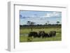 Elephant, Hwange National Park, Zimbabwe, Africa-David Wall-Framed Photographic Print