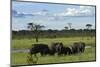 Elephant, Hwange National Park, Zimbabwe, Africa-David Wall-Mounted Photographic Print