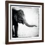 Elephant II-Debra Van Swearingen-Framed Art Print