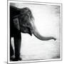 Elephant II-Debra Van Swearingen-Mounted Art Print