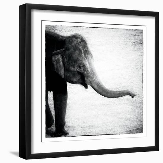 Elephant II-Debra Van Swearingen-Framed Art Print