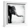 Elephant II-Debra Van Swearingen-Framed Art Print