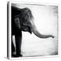 Elephant II-Debra Van Swearingen-Stretched Canvas