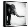 Elephant II-Debra Van Swearingen-Framed Stretched Canvas