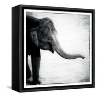 Elephant II-Debra Van Swearingen-Framed Stretched Canvas
