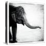 Elephant II-Debra Van Swearingen-Stretched Canvas