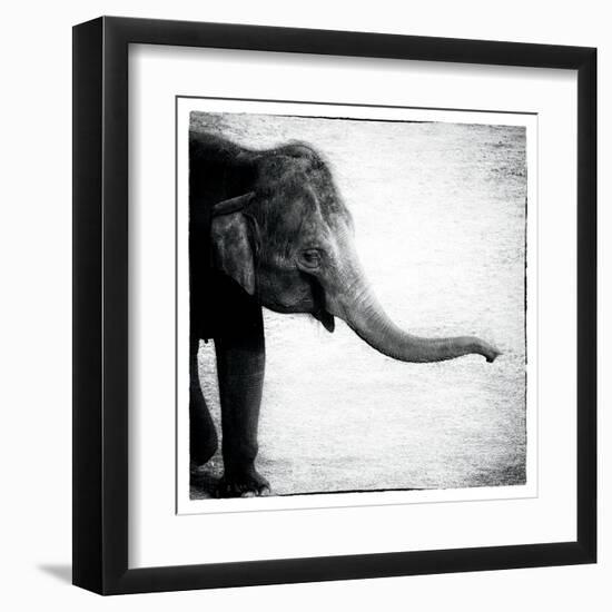 Elephant II-Debra Van Swearingen-Framed Art Print