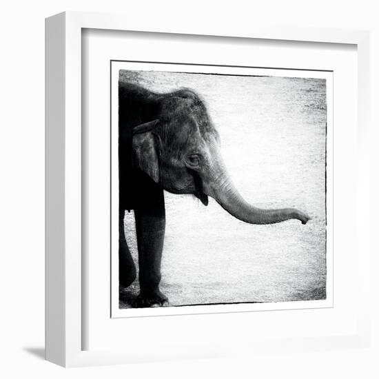 Elephant II-Debra Van Swearingen-Framed Art Print