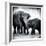 Elephant III-Debra Van Swearingen-Framed Art Print