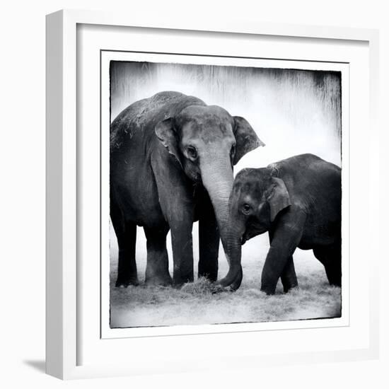 Elephant III-Debra Van Swearingen-Framed Art Print