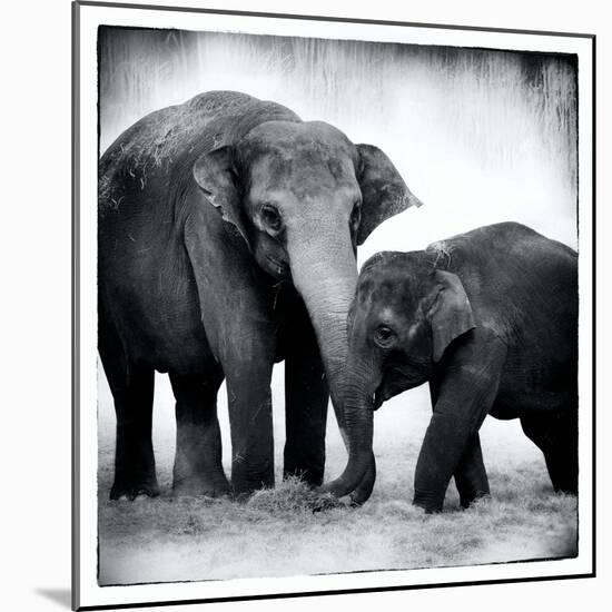 Elephant III-Debra Van Swearingen-Mounted Art Print