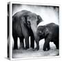 Elephant III-Debra Van Swearingen-Stretched Canvas