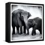 Elephant III-Debra Van Swearingen-Framed Stretched Canvas