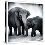 Elephant III-Debra Van Swearingen-Stretched Canvas