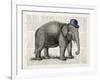 Elephant In A Bowler-Christopher James-Framed Art Print