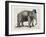 Elephant In A Bowler-Christopher James-Framed Art Print