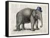 Elephant In A Bowler-Christopher James-Framed Stretched Canvas