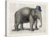 Elephant In A Bowler-Christopher James-Stretched Canvas