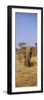 Elephant in a Field, Samburu National Reserve, Kenya-null-Framed Premium Photographic Print