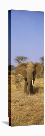 Elephant in a Field, Samburu National Reserve, Kenya-null-Stretched Canvas