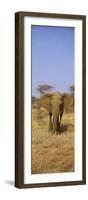 Elephant in a Field, Samburu National Reserve, Kenya-null-Framed Photographic Print