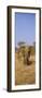 Elephant in a Field, Samburu National Reserve, Kenya-null-Framed Photographic Print