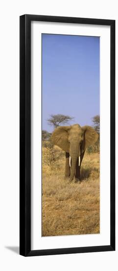 Elephant in a Field, Samburu National Reserve, Kenya-null-Framed Photographic Print