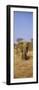 Elephant in a Field, Samburu National Reserve, Kenya-null-Framed Photographic Print