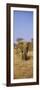 Elephant in a Field, Samburu National Reserve, Kenya-null-Framed Photographic Print