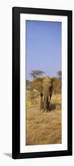 Elephant in a Field, Samburu National Reserve, Kenya-null-Framed Photographic Print