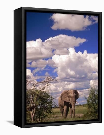 Elephant in Etosha National Park, Namibia-Walter Bibikow-Framed Stretched Canvas