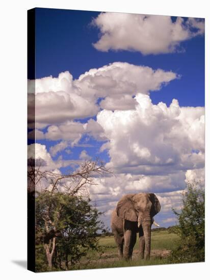 Elephant in Etosha National Park, Namibia-Walter Bibikow-Stretched Canvas