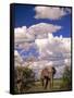 Elephant in Etosha National Park, Namibia-Walter Bibikow-Framed Stretched Canvas