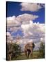 Elephant in Etosha National Park, Namibia-Walter Bibikow-Stretched Canvas