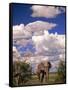 Elephant in Etosha National Park, Namibia-Walter Bibikow-Framed Stretched Canvas