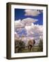 Elephant in Etosha National Park, Namibia-Walter Bibikow-Framed Photographic Print