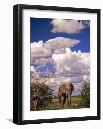 Elephant in Etosha National Park, Namibia-Walter Bibikow-Framed Photographic Print