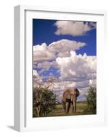 Elephant in Etosha National Park, Namibia-Walter Bibikow-Framed Photographic Print