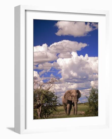 Elephant in Etosha National Park, Namibia-Walter Bibikow-Framed Photographic Print