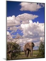Elephant in Etosha National Park, Namibia-Walter Bibikow-Mounted Photographic Print