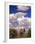 Elephant in Etosha National Park, Namibia-Walter Bibikow-Framed Photographic Print